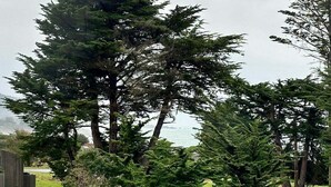 A residential area with a large coniferous tree, a wooden deck, and a view of the ocean.