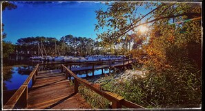 Une jetée en bois menant à une marina où sont amarrés des bateaux, le tout étant entouré d’arbres et de végétation.