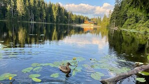 Un lago tranquilo con patos, un muelle de madera y una cabaña al fondo.