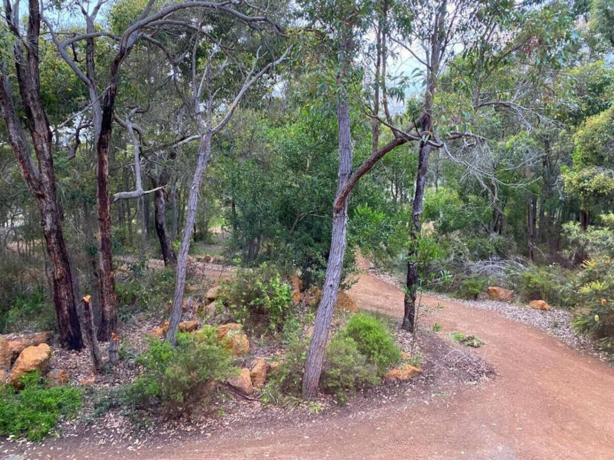 A dirt path winding through a forested area with trees and rocks.