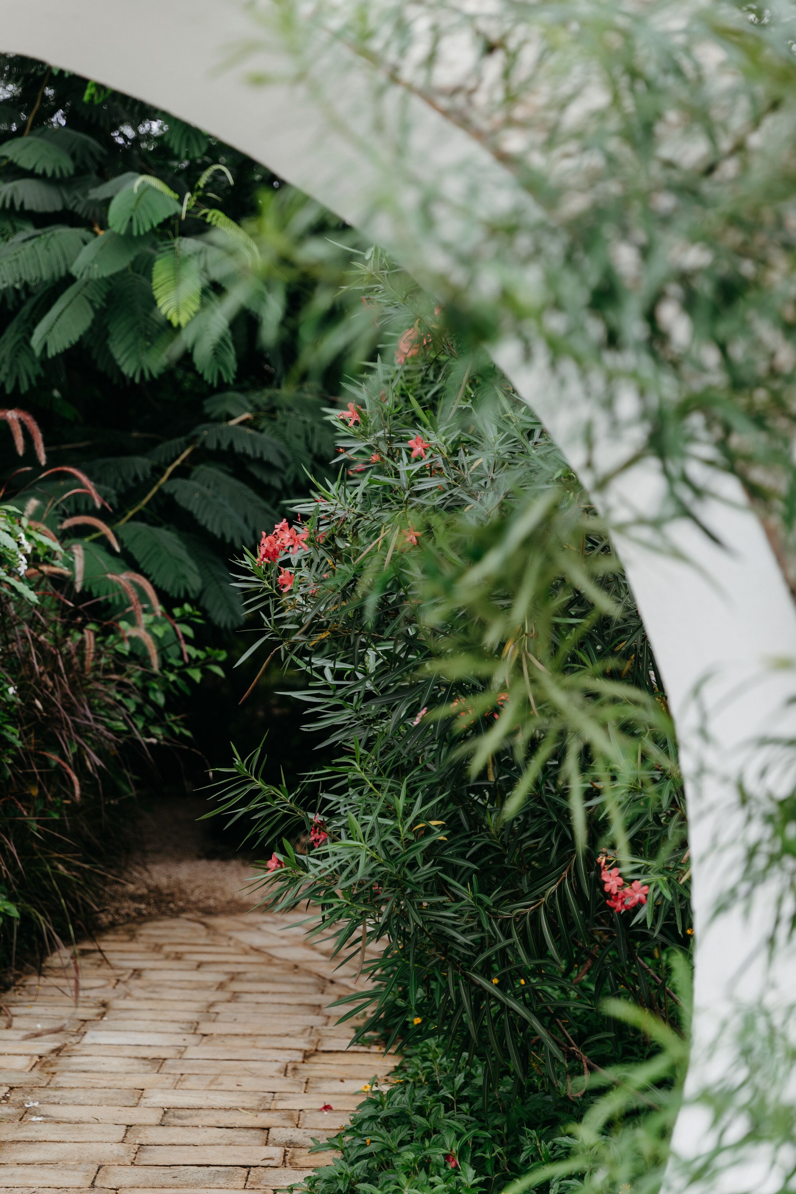 A brick pathway leading through a lush garden with dense foliage and red flowers.