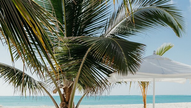 A beach scene with a palm tree, two white lounge chairs, and a beach umbrella. - LUX Marijani Zanzibar (Pwani Mchangani)