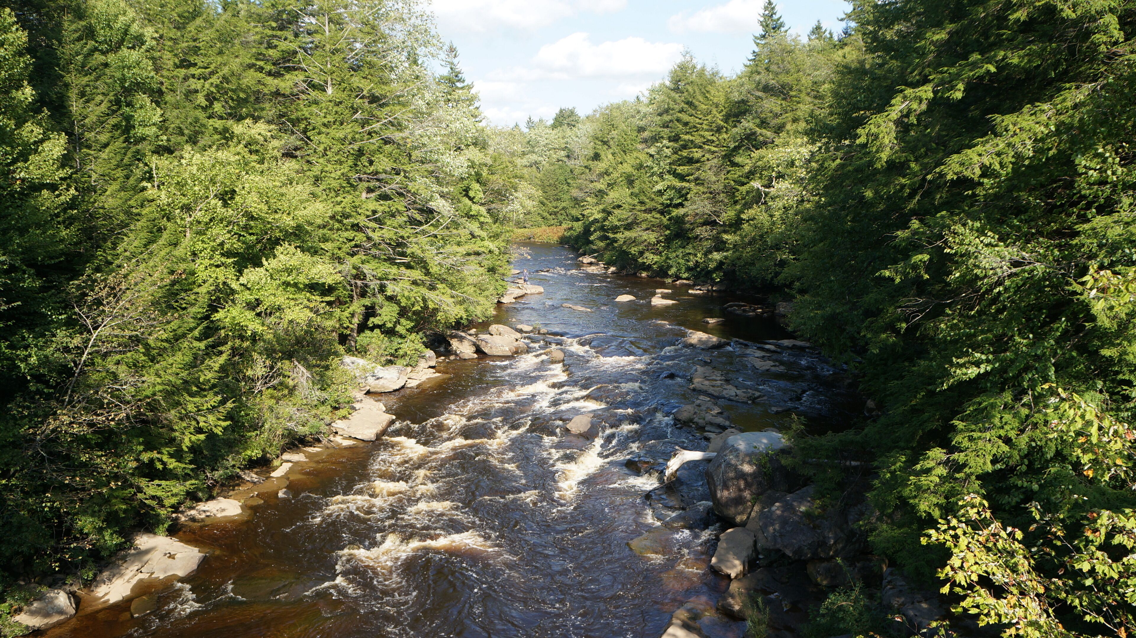 A river flowing through a densely wooded area with rocky banks.