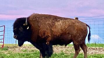 A bison in a fenced area with a grassy field and a metal gate.