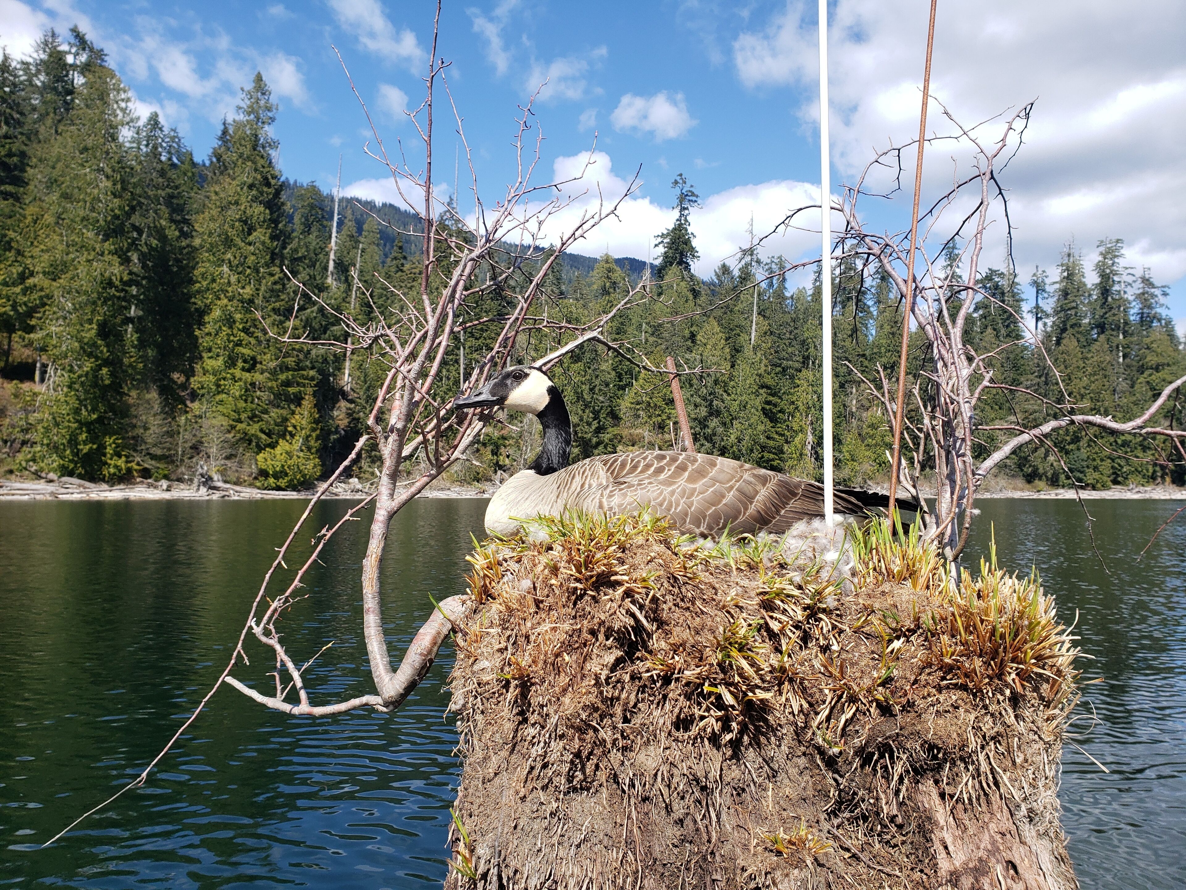 A goose on a tree branch over a body of water with a forest in the background.