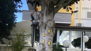 A tree with a carved house and a window, a building with a 'BAR' sign, and a potted plant. - Hotel Sabatino (Follonica)