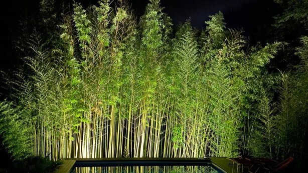 Una piscina con plantas de bambú al fondo.