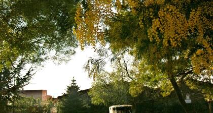 House with two terraces
