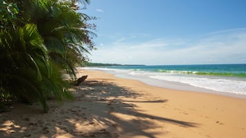 On the beach, white sand, free beach shuttle, sun loungers