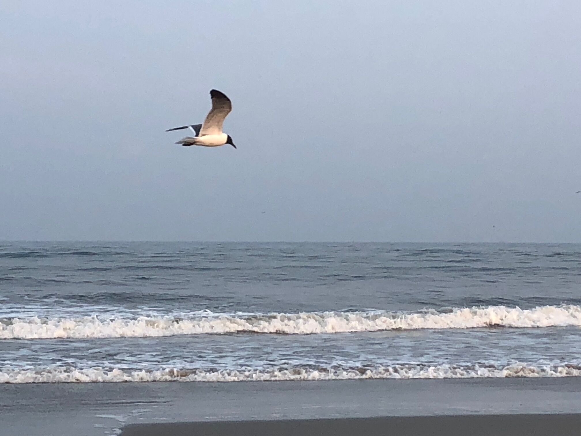 A bird flying over a beach with waves in the background.