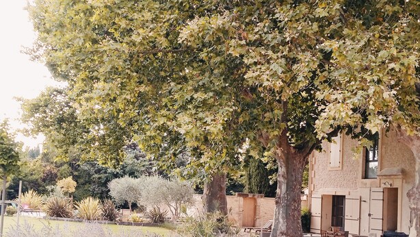 A garden with a variety of plants and trees, a stone wall, and a building with a wooden door and windows. - 18th century gite mas in Provence with SPA (chateaurenard)