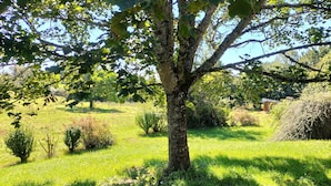 Un árbol en un campo cubierto de hierba bajo un cielo despejado.