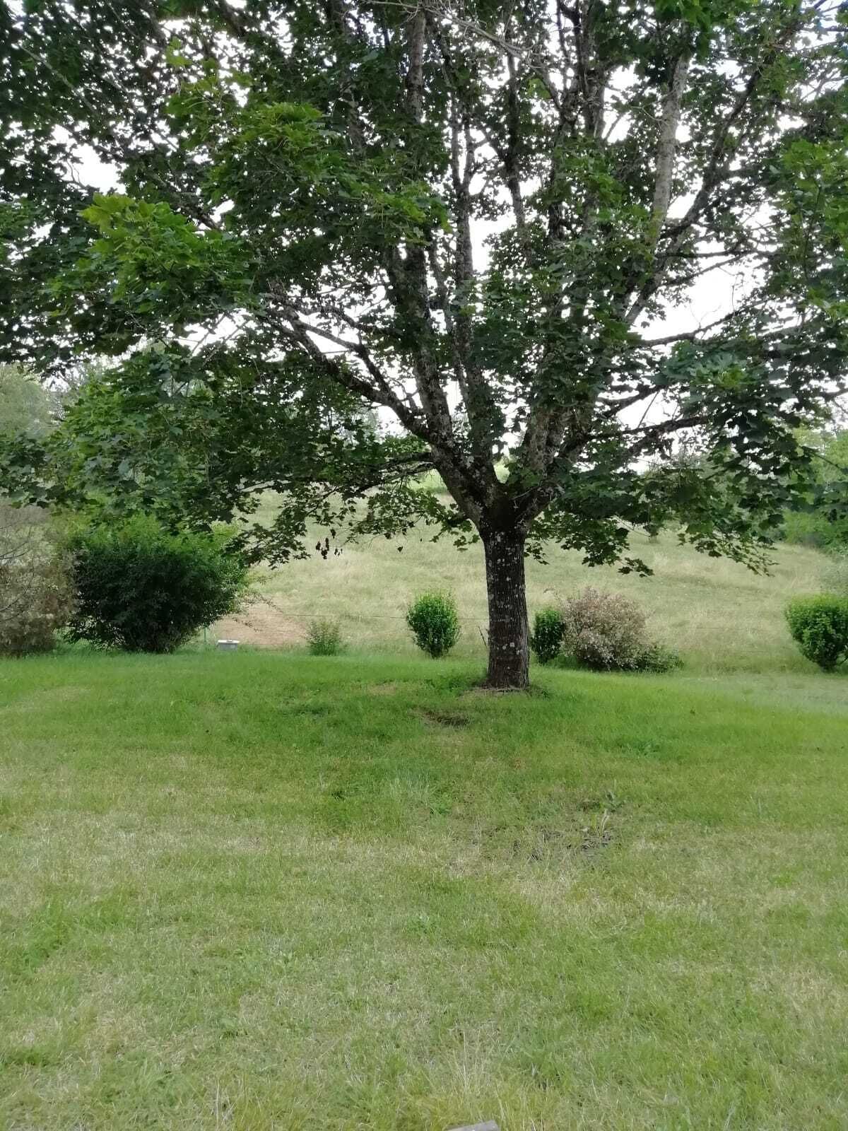 A tree in a grassy field with a few bushes around.