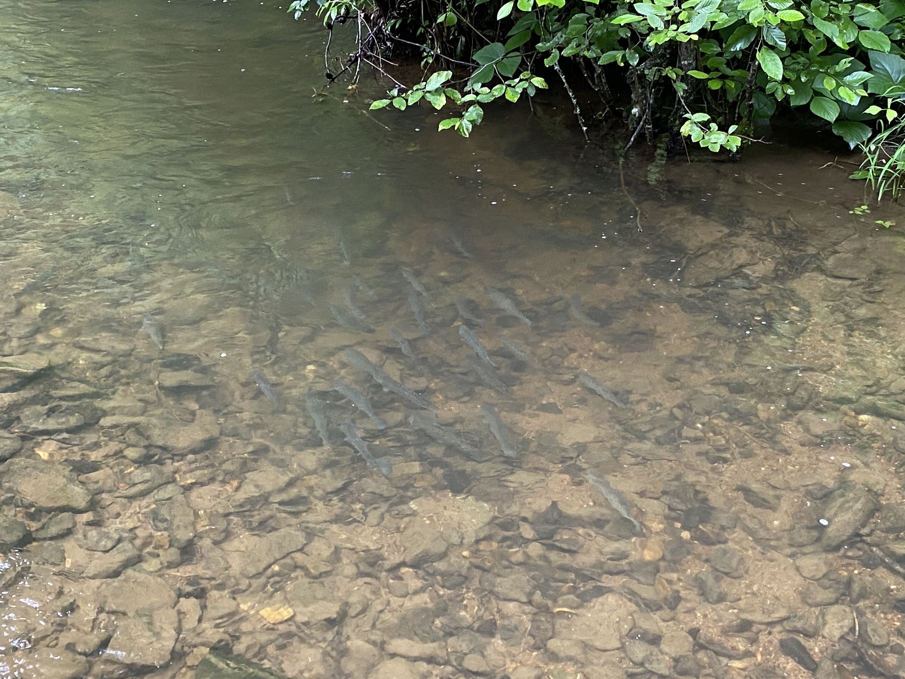 Une rivière aux eaux claires où l’on peut apercevoir des rochers et des espèces aquatiques.