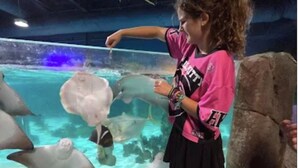 Iemand geeft dolfijnen eten in een aquarium.