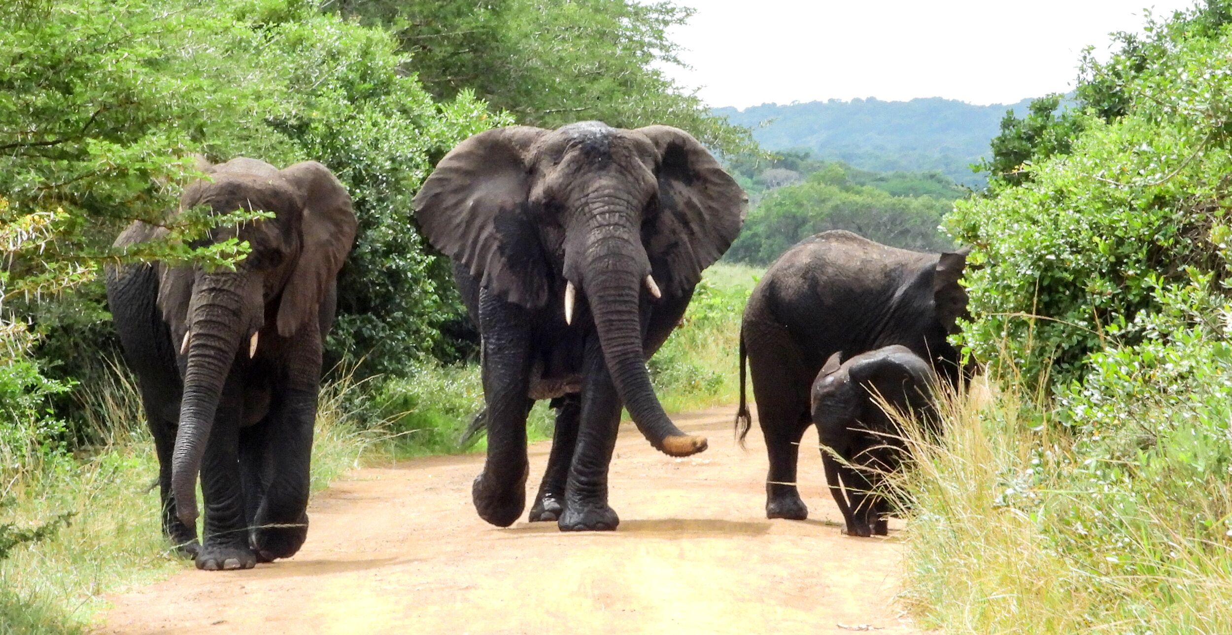 Three elephants walking on a dirt path surrounded by greenery.