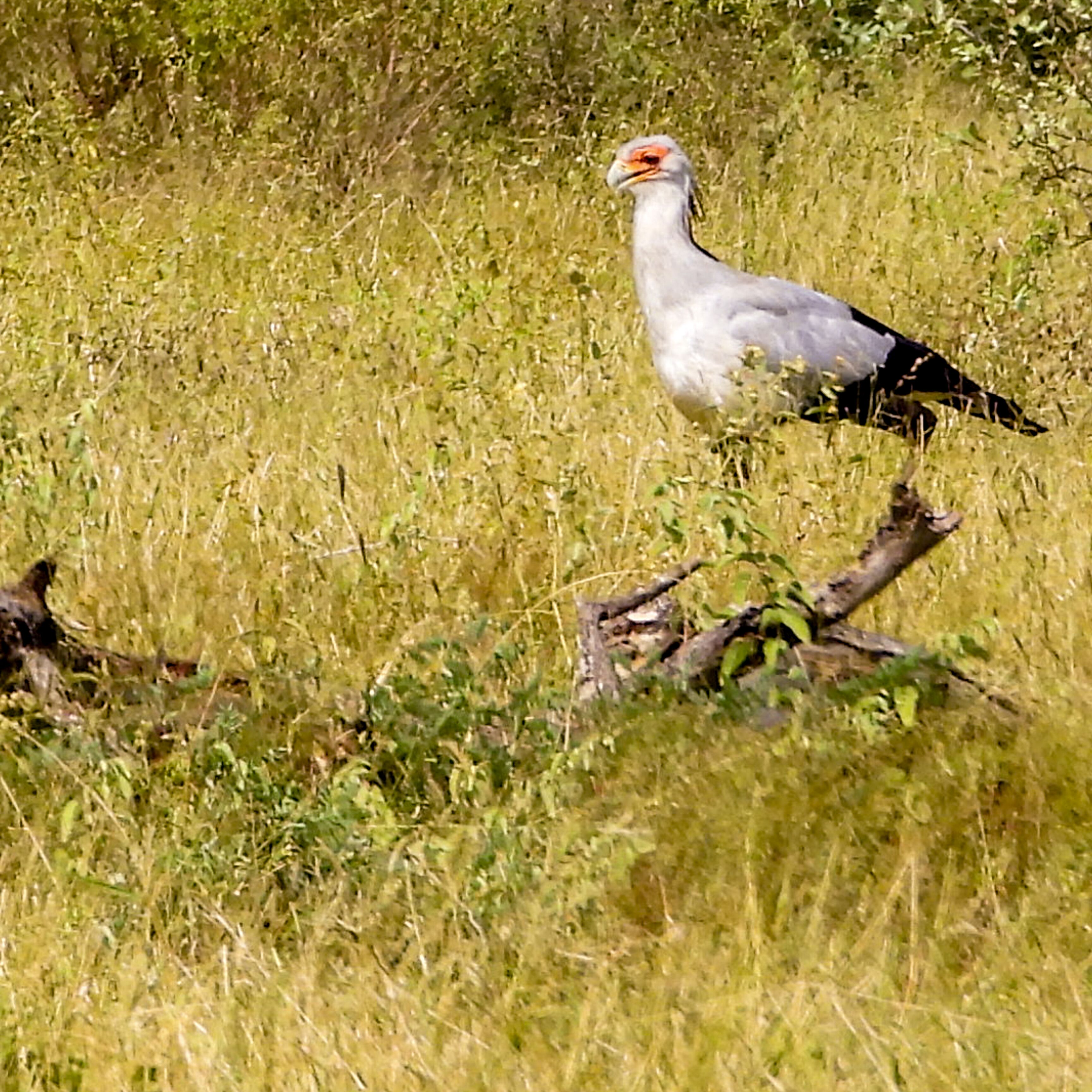Ein Vogel steht in einem grasbewachsen Feld.