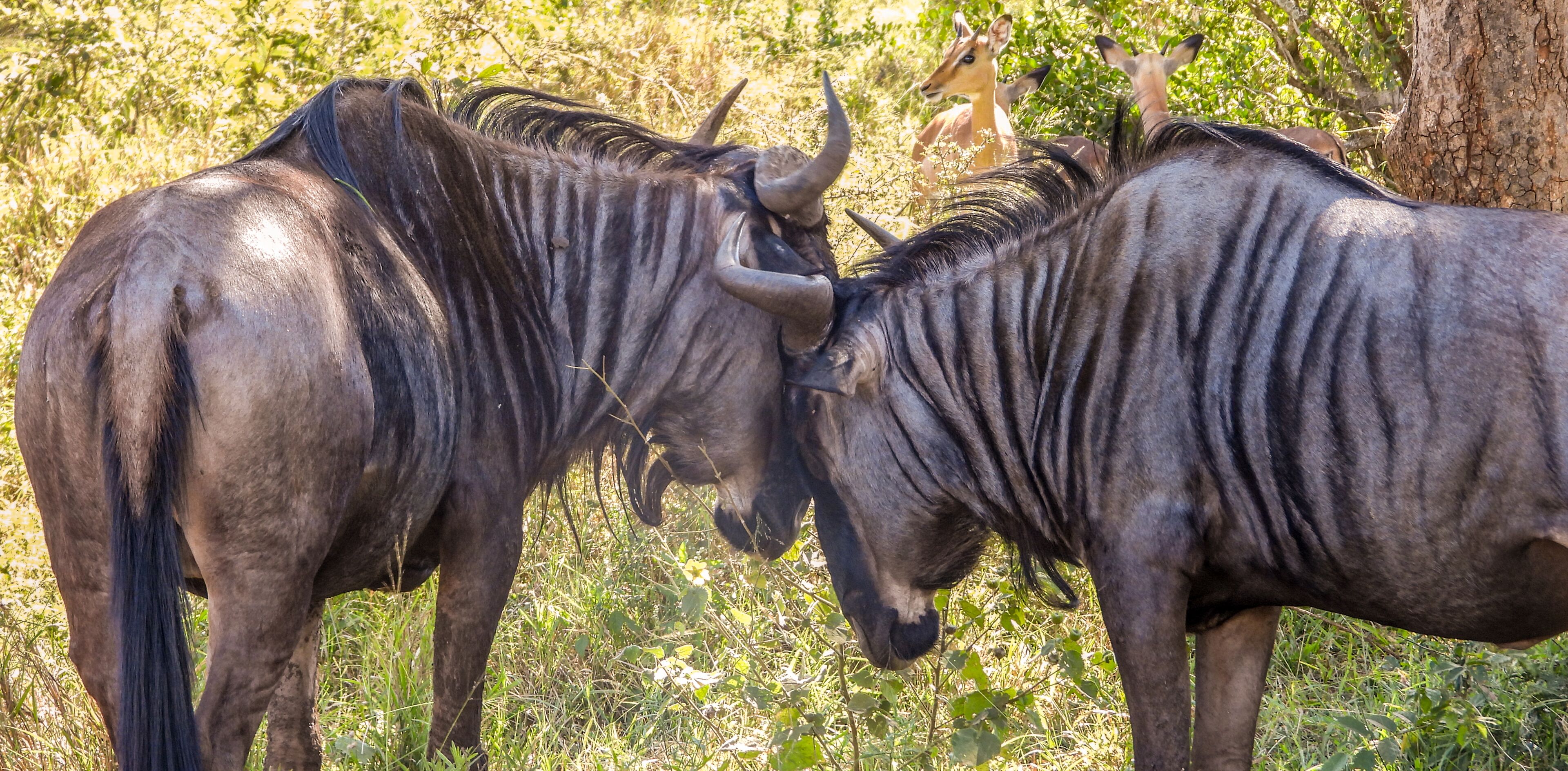 Game viewing