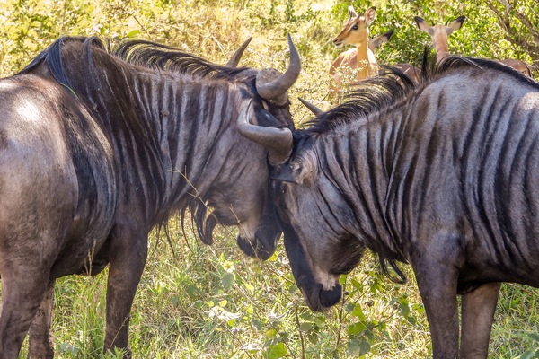 Game viewing