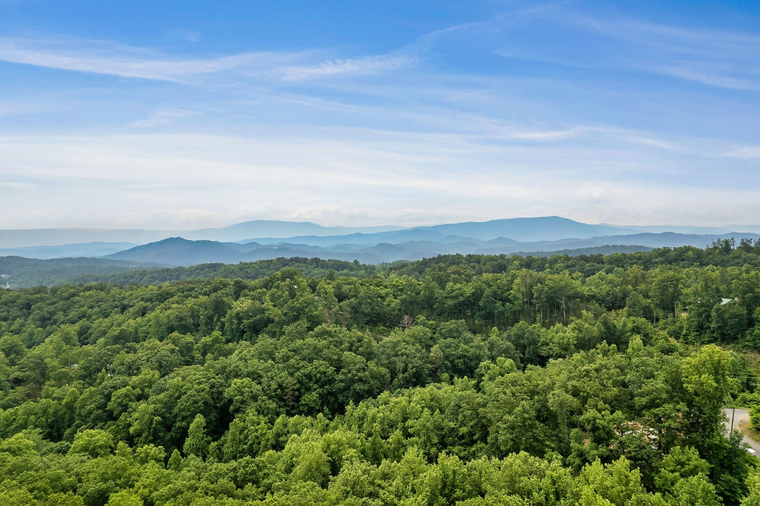 Une forêt dense sous un ciel dégagé.