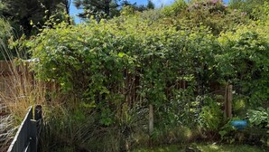 En have med tæt beplantning og et træhegn.