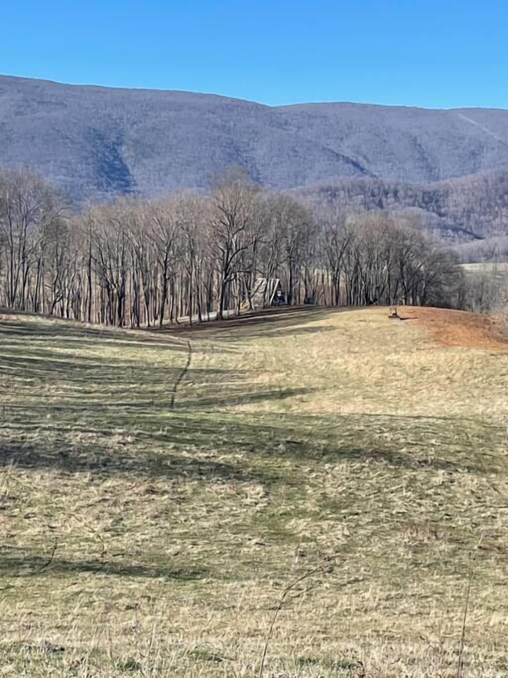 A grassy field with leafless trees and a mountain in the background.