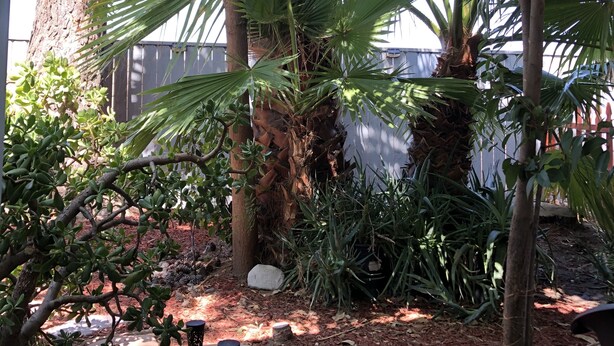 Ein Garten mit verschiedenen Pflanzen, einer Palme und trittfesten Steinen.