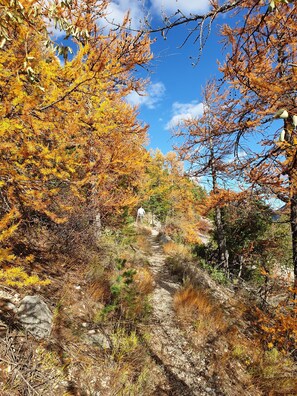 A hiking trail surrounded by autumn-colored trees.