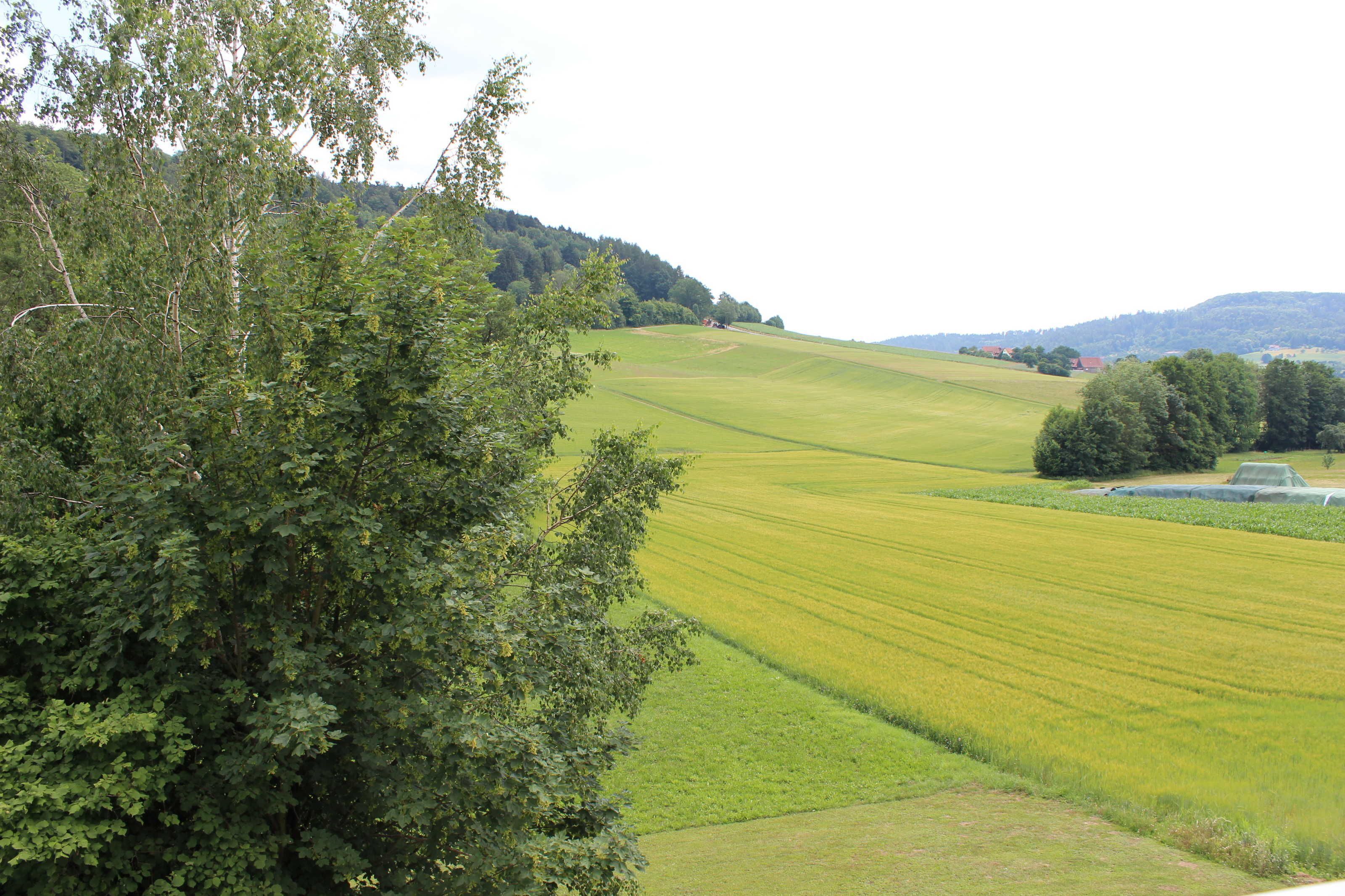 Un paisaje rural con campos verdes ondulantes, algunos árboles dispersos y colinas distantes.