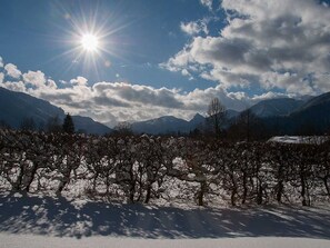 A vineyard with rows of grapevines under a clear sky with the sun shining.
