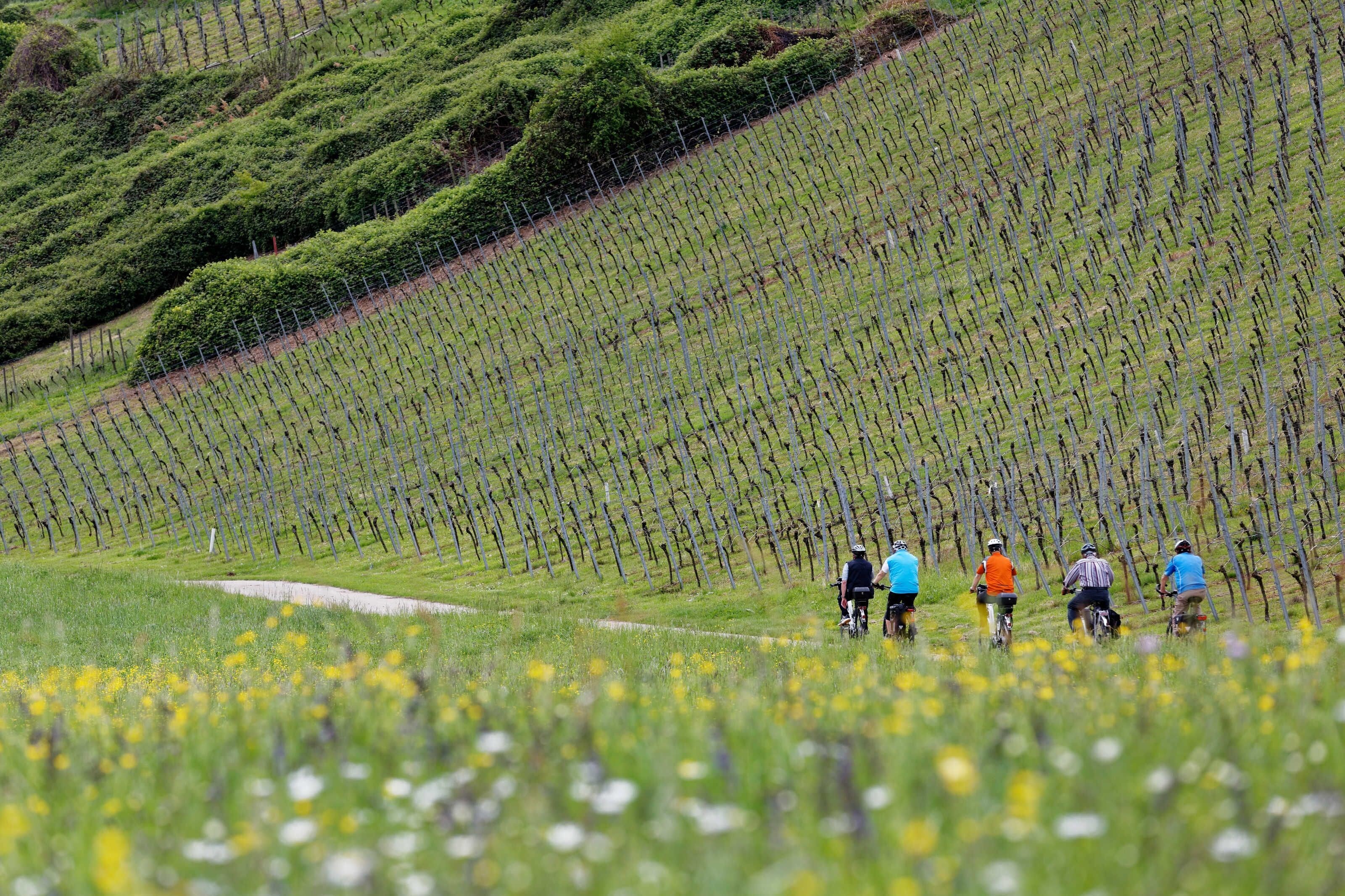 A vineyard with rows of grapevines and a group of people riding bicycles.