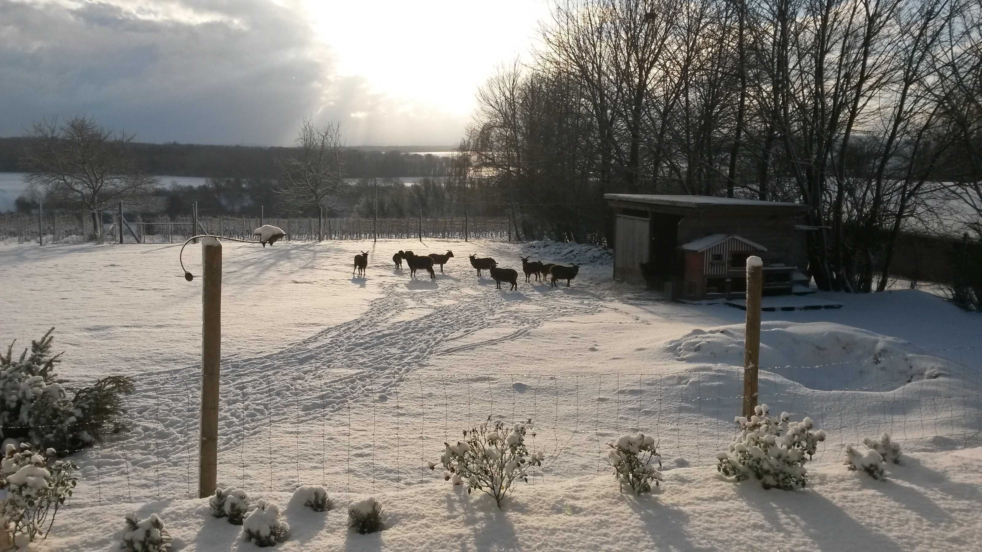A snowy landscape with a fenced area containing several sheep.