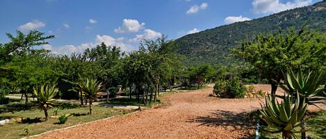 A gravel path leading through a park with trees and a mountain in the background.