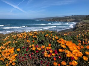 A coastal landscape with a view of the ocean and a field of orange flowers. - Ocean Meadow Home Featuring Panoramic Blue Water Views (Sea Ranch)
