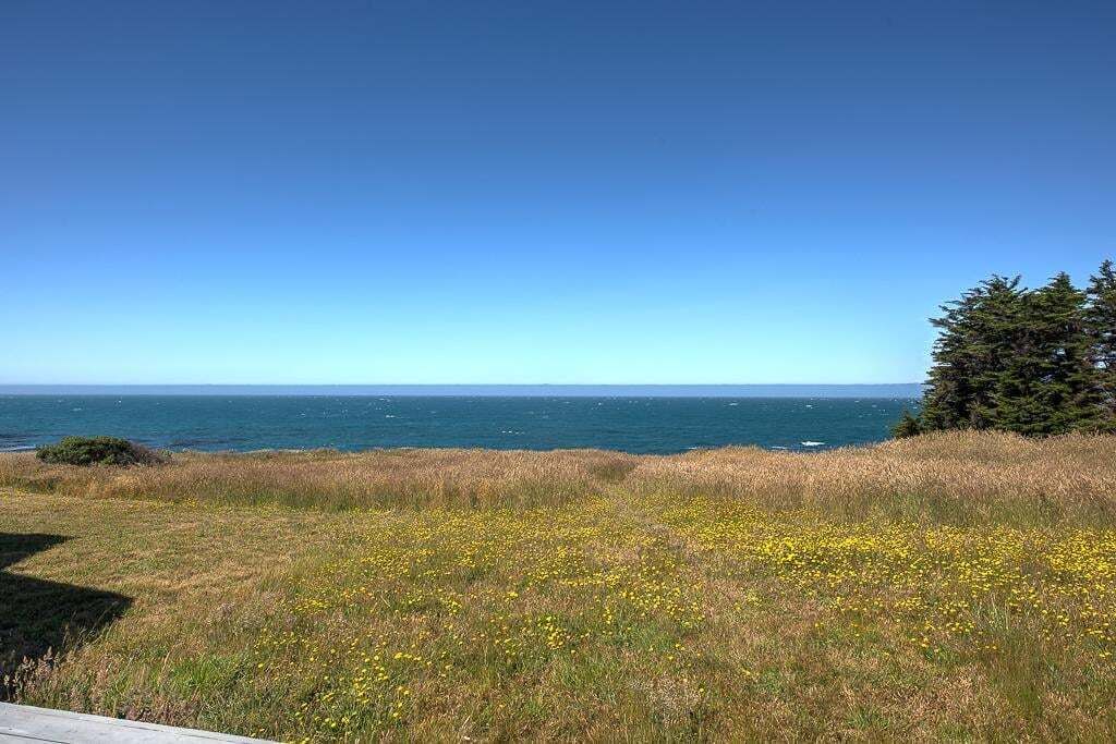 A coastal landscape with a clear sky, a grassy field with yellow flowers, and a dense coniferous tree.