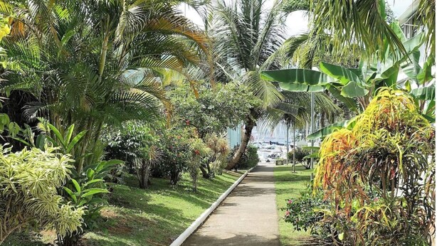 A pathway lined with various tropical plants and palm trees, leading towards a distant structure. - Studio Terrace sea view (Les Trois-Îlets)