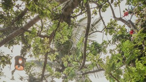 A hammock hanging between trees in a garden area with a building in the background. - EcoCharme Pousada Netuno (Fernando de Noronha)