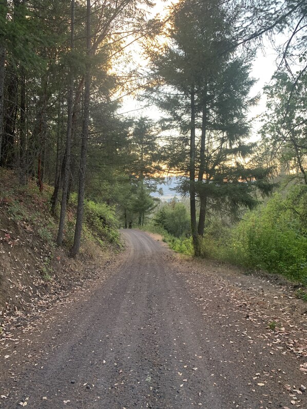 Un camino de tierra rodeado por un bosque denso, con árboles altos y una vista distante de un cuerpo de agua.