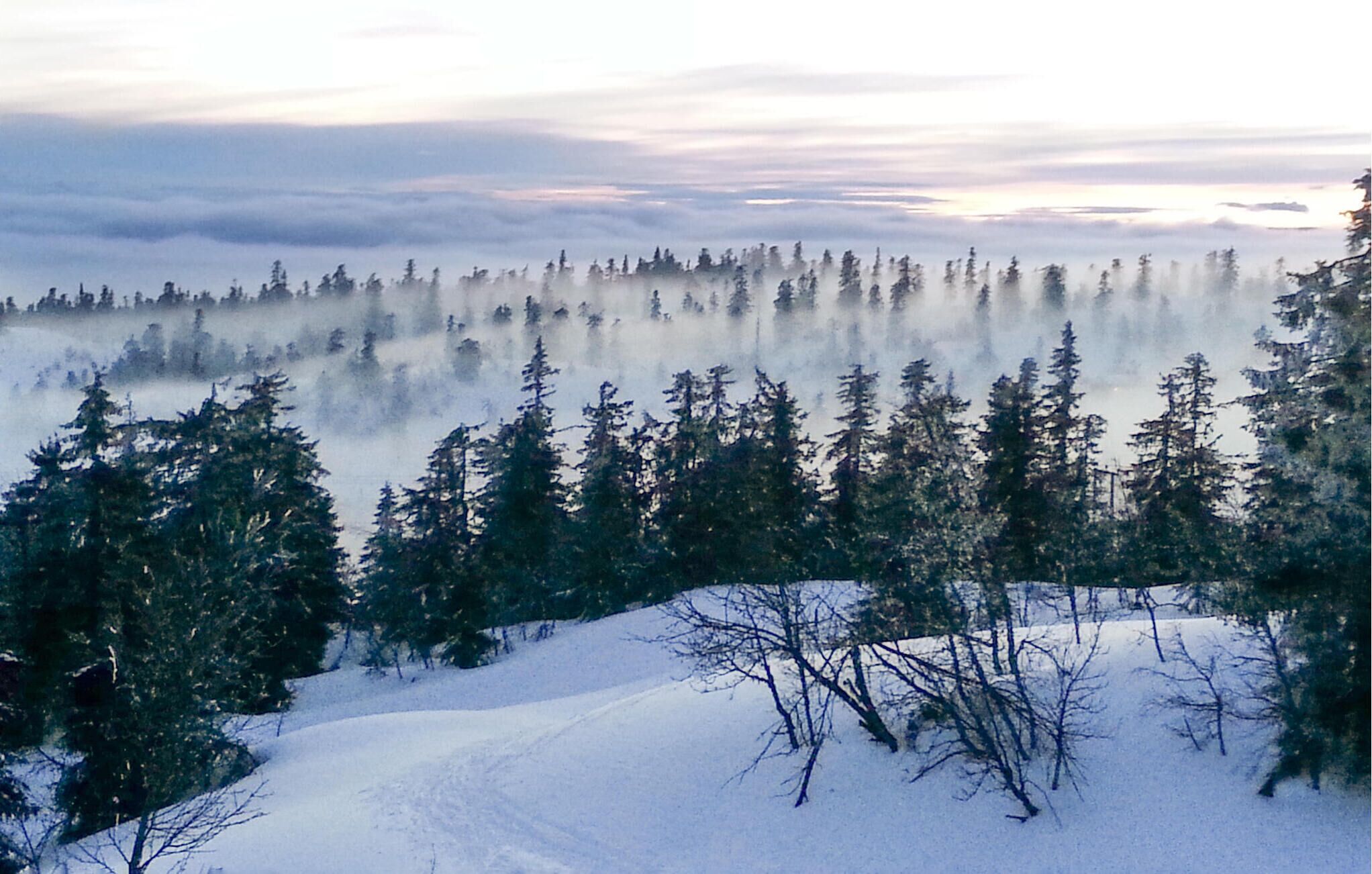 Paesaggio innevato di una fitta foresta di alberi sempreverdi, con cielo sereno.