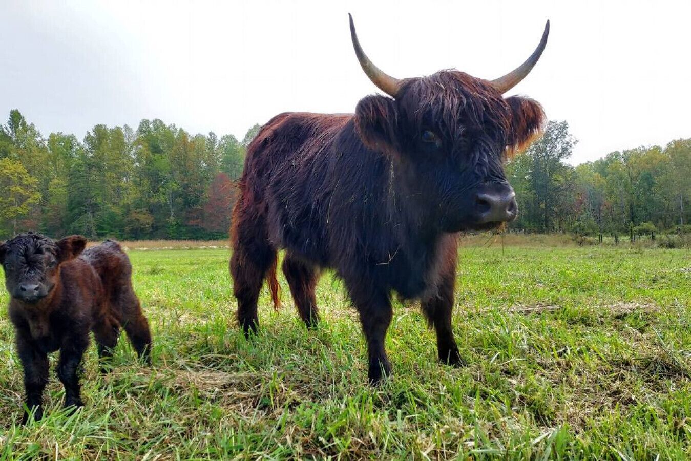 A bull with a calf in a grassy field with trees in the background.