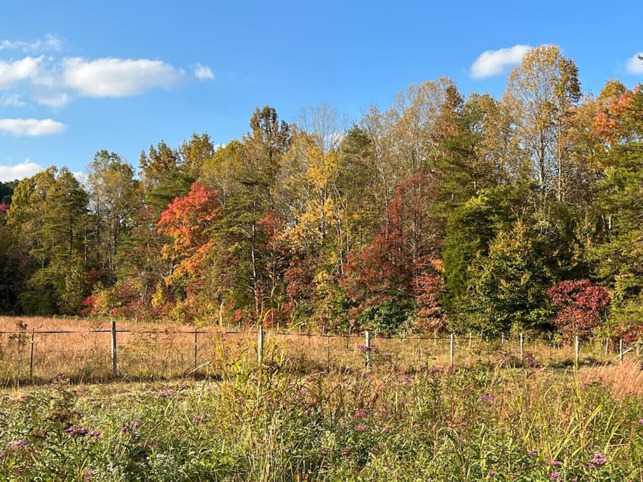 A field with a fence and trees in the background.