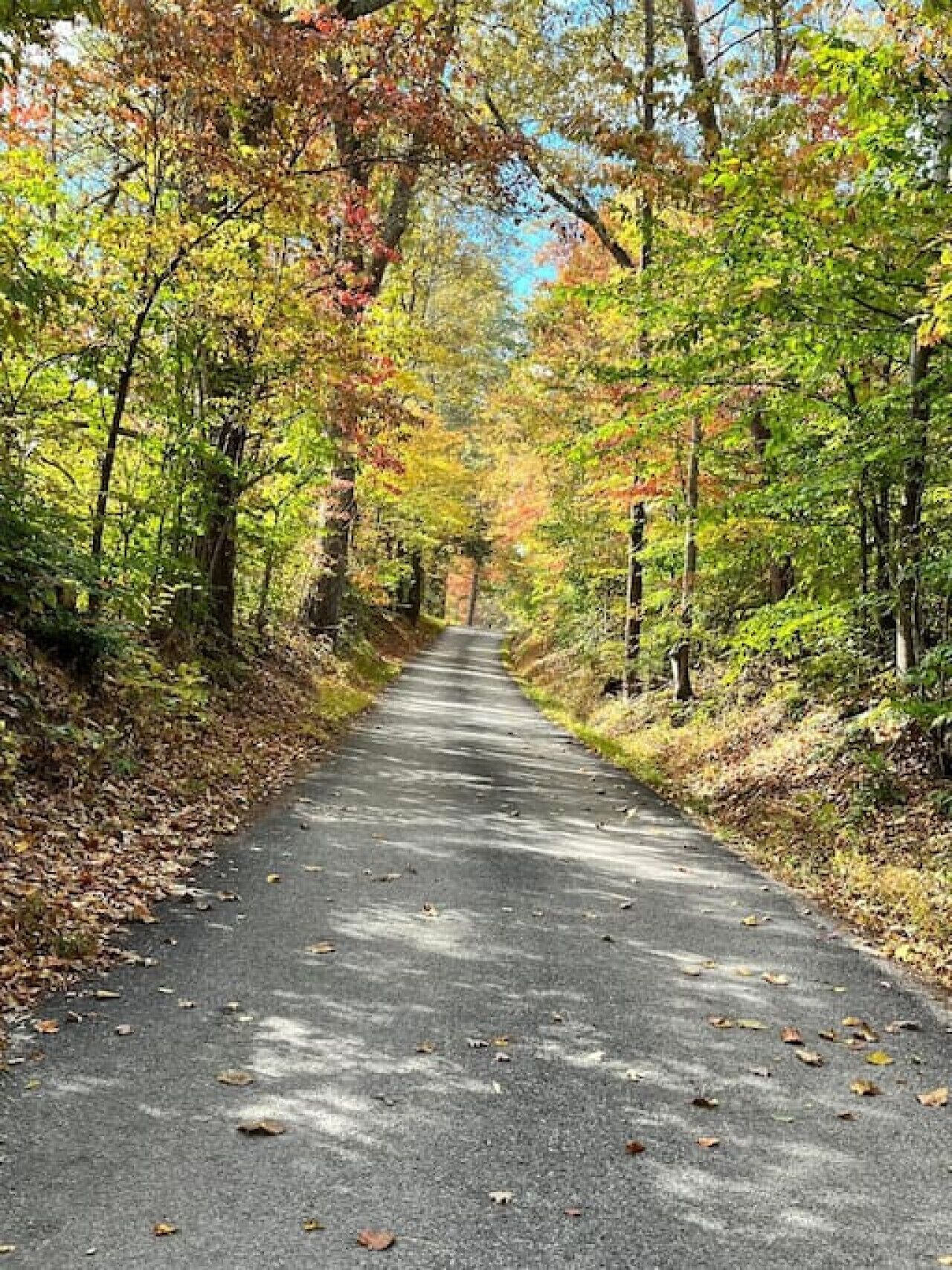 Un sendero pavimentado bordeado de árboles con follaje otoñal.