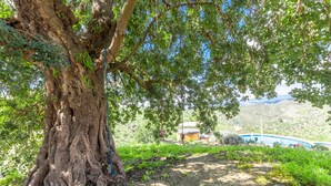 Un grand arbre aux racines tentaculaires, un chemin de terre et, au fond, un bâtiment surmonté d’un toit bleu.