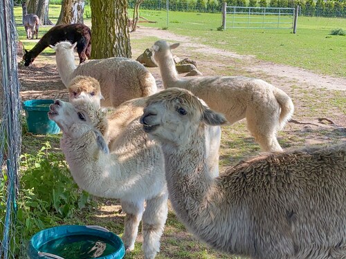 Tiny house on the alpaca farm - Tiny House