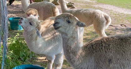 Tiny house on the alpaca farm - Tiny House