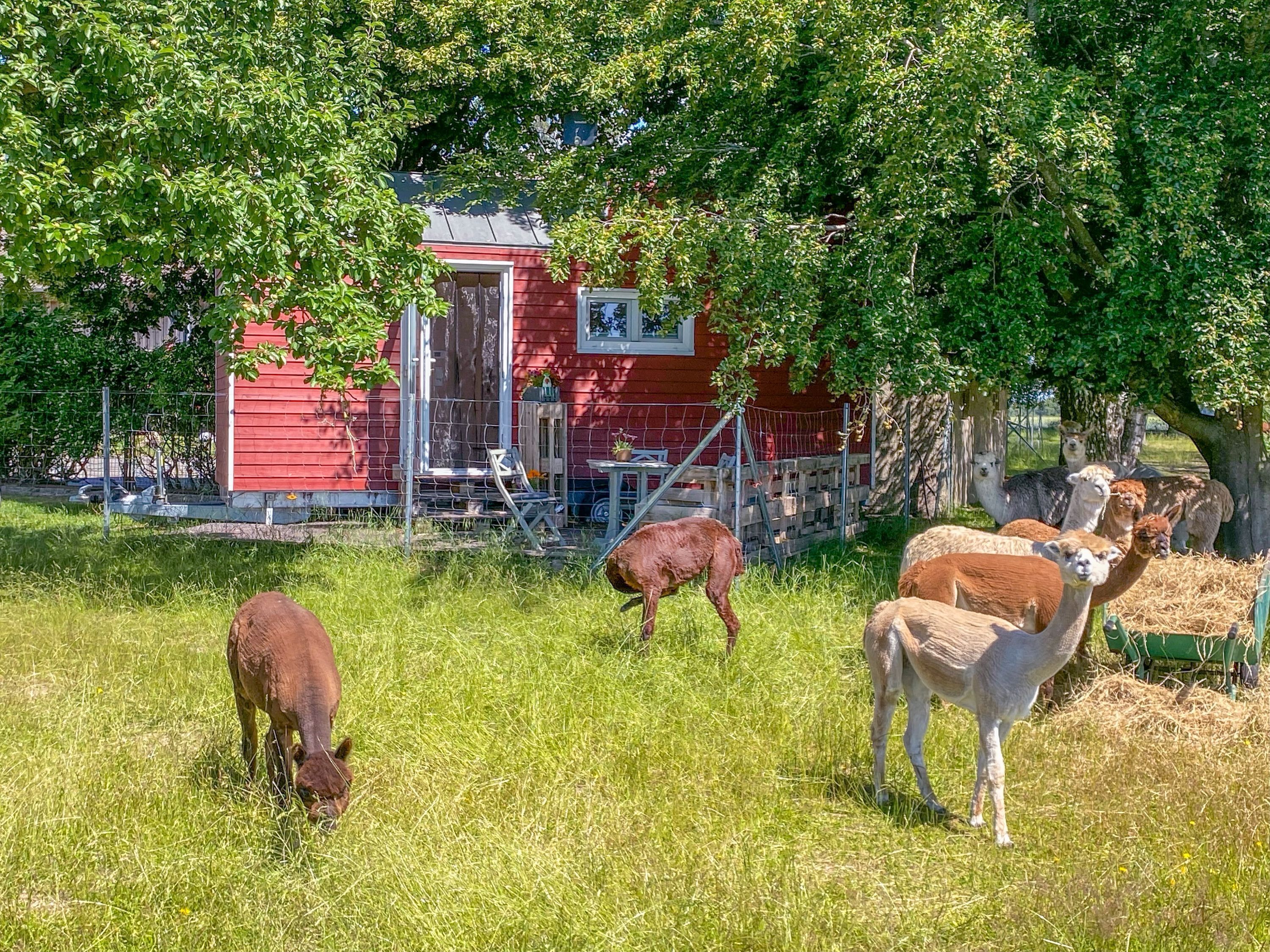 A red barn with a porch and a small table, surrounded by grazing alpacas.