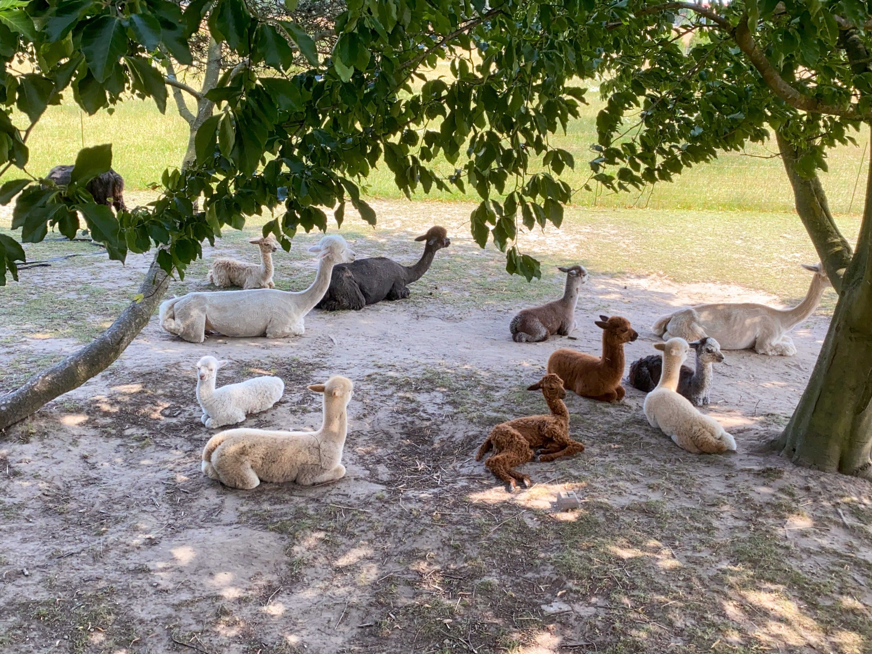 Un grupo de llamas descansando bajo un árbol en un campo cubierto de hierba.
