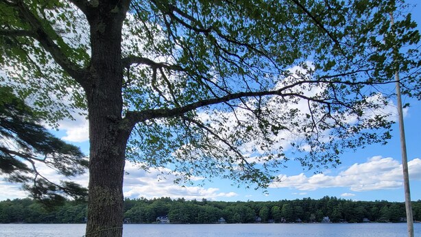A lakeside park with a large tree, a picnic table, and a dock extending into the water. - "Uptacamp" feel, true Maine style Camp (Lincolnville)