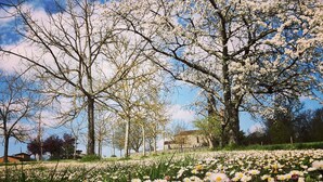 A field of daisies with trees in the background.