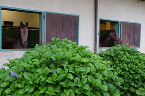 Dettaglio esterni